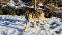 /album/saarloos-wolfdog-norway/a10411102-10155398234365179-6120134118790808285-n-1-jpg/